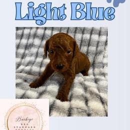 Light Blue - Red  male Poodle puppy in Lima, Ohio from Buckeye Red Standard Poodles