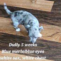 Dully - Blue merle male Chihuahua puppy in Marianna, Florida from Garden Tub Chihuahuas