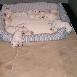 Golden Retriever Puppies from Southern Golden Retrievers