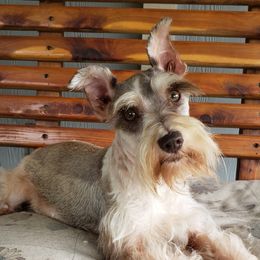 Jasmine - Miniature Schnauzer