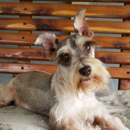 Jasmine - Miniature Schnauzer