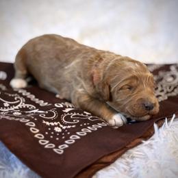 Miss Brown - Caramel female Australian Labradoodle puppy in Wake Forest, North Carolina from Lucky Country Labradoodles