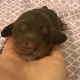 Girl 6 - Chocolate and tan Dachshund puppy in Great Bend, Pennsylvania from Dashing Doxies