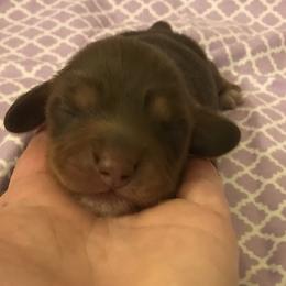 Girl 6 - Chocolate and tan Dachshund puppy in Great Bend, Pennsylvania from Dashing Doxies