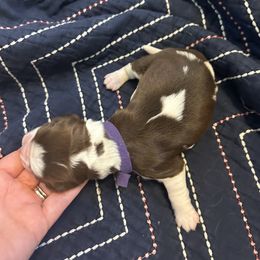 Girl 2 - Liver white and tan English Springer Spaniel puppy in Katy, Texas from 7UL Springers