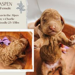 Aspen - Red  female Goldendoodle puppy in Hilton, New York from The House of Goldendoodle