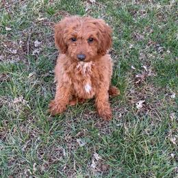 Zoey - Apricot female Goldendoodle puppy in Centralia, Missouri from Oodles Of Doodles Mo.