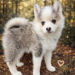 Darling - Gray and white female Pomsky puppy in La Verne, California from Red Cedar Pomskies