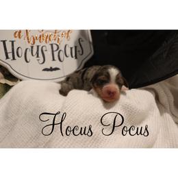 Hocus Pocus - Merle female Bernedoodle puppy in Helper, Utah from Doodle Love Utah