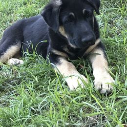 Australian Shepherd and German Shepherd Puppies from Trademark Kennels