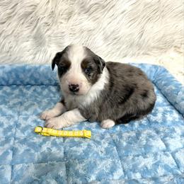 Herbie - Blue merle male Australian Shepherd puppy in Vail, Iowa from Homegrown Huskies