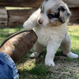 Australian Shepherd Puppies from RMW Ranch Australian Shepherds