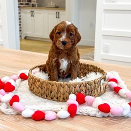 WISH - Red  male Goldendoodle puppy in Bell Buckle, Tennessee from Precious Puptown Doodles