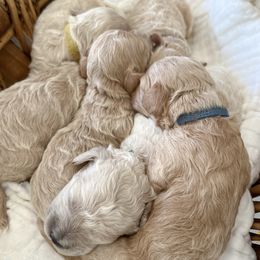 Bernedoodles, Cockapoos, and Double Doodles from Bluegrass Doodle Buddies