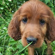 Irish Setters from Shakarri Irish Setters