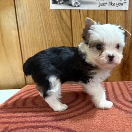 Boy 1 - Parti male Yorkshire Terrier puppy in Bear Creek, North Carolina from Yorkie Time