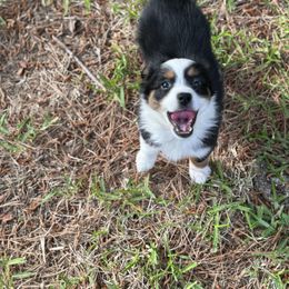 Australian Shepherd, Miniature American Shepherd, Miniature Australian Shepherd, and Toy Australian Shepherd Puppies from TK Standard, Mini, & Toy Aussies