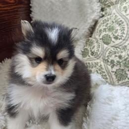 Noah - Tri-color male Pomsky puppy in Elgin, Oregon from Kenna'z Kuddly Pomskiez