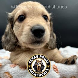 Bagel (Rex Levi) - Cream male Dachshund puppy in Houston, Texas from Texas Regal Dachshunds LLC