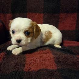 Boy 3 - Blenheim male Cavalier King Charles Spaniel puppy in Charity, Missouri from Missouri. Cavaliers