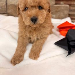 Girl 2 - Apricot female Poodle puppy in Cullman, Alabama from My Awesome Rover