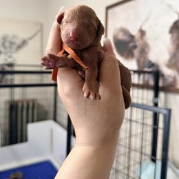 Timon - Orange Band Boy - Red  male Poodle puppy in Plainfield, New Jersey from Caris Paws Poodles and Labradoodles