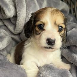 Boy 3 - Piebald male Dachshund puppy in Allenhurst, Georgia from B’s Dapper Dachshunds