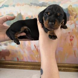 Moon Pie - Black and tan female Dachshund puppy in Mobile, Alabama from Katrina's Dachshunds