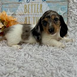 Sunni - Dapple female Dachshund puppy in Colbert, Oklahoma from Brooke Crenshaw