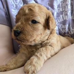 Cuddles - Red male Cavapoo puppy in Lincolnton, North Carolina from Cuddable Pups