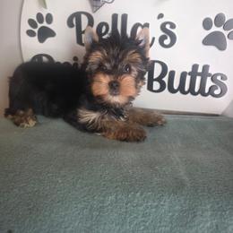 Dexx - Black and tan male Yorkshire Terrier puppy in Clermont, Florida from Bella's Prissy Butts