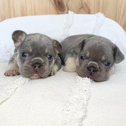 Blue and Green collars Boys - Tricolors male French Bulldog puppy in Selma, Oregon from Pnwfrenchbulldogs