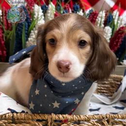 Jose' - Piebald male Dachshund puppy in Fayetteville, West Virginia from Loop Creek Dachshunds
