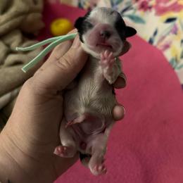 Mint - Black and white female Shih Tzu puppy in Berkeley Springs, West Virginia from Sandridge Shih Tzus