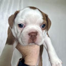 Birdie - Red female Boston Terrier puppy in Rock Hill, South Carolina from Brave Little Bostons in South Carolina