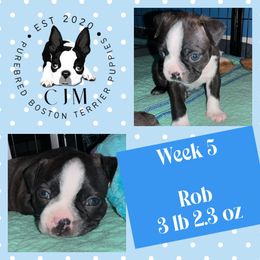 Rob - Black brindle and white male Boston Terrier puppy in Jupiter, Florida from CJM Boston and Boxer Puppies