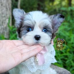 Korean Merle Simea - female Companion Cross puppy in Barren Springs, Virginia from Seeking Shalom Acres Maltese, Maltipoos & Havamalts