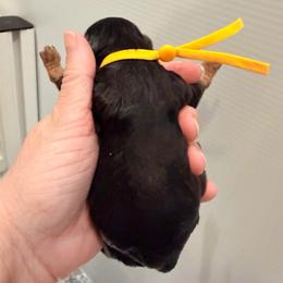 Yellow - Tri-color female Cavapoo puppy in Georgetown, Texas from Mc Doodles of Texas LLC