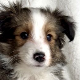 Shetland Sheepdogs from M7’s Shelties, Toonies & AussieDoodles