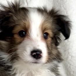 Shetland Sheepdogs from M7’s Shelties, Toonies & AussieDoodles