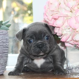 French Bulldog Puppies from 5th Avenue French Bulldogs