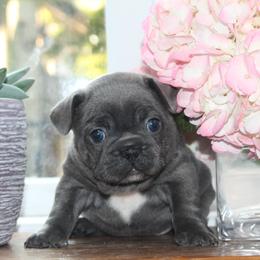 French Bulldog Puppies from 5th Avenue French Bulldogs