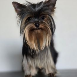 Ania - Yorkshire Terrier