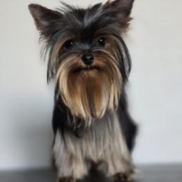 Ania - Yorkshire Terrier
