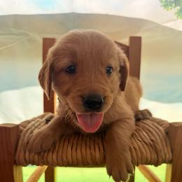 Boy 5 Brown - Dark golden male Golden Retriever puppy in Joshua, Texas from 3 Gun Retrievers