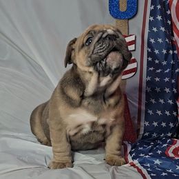 "Carnage x Paczki Summer 2023 litter" Bulldog Puppies from Illinois Bullies Kennel
