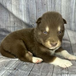 Toffee - Red and white male Alaskan Malamute puppy in Independence, Virginia from New River Valley Malamutes
