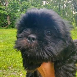 Moe - Black and white male Shih Tzu puppy in Crystal, Michigan from Hill Top shih-tzu