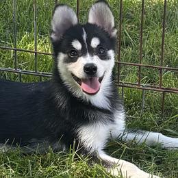 River - Black and white male Alaskan Klee Kai puppy in Winthrop, Minnesota from Kayobi Shibas