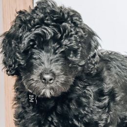 Australian Labradoodle, Goldendoodle, and Poodle Puppies from Aloha Doodles & Poodles